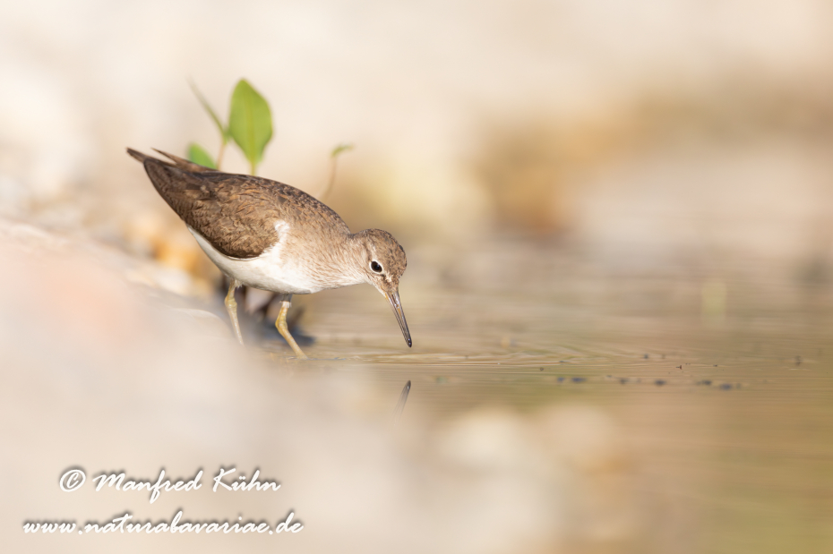 Flussuferläufer ()_0092