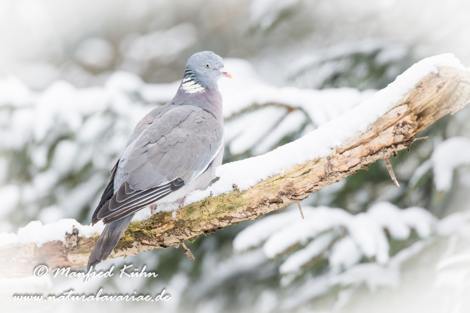Ringeltaube ()_0060