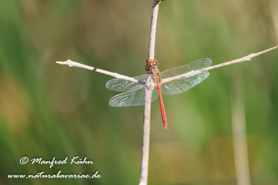 Heidelibelle (Frühe)_0034