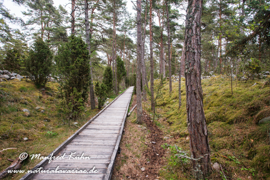 Öland  (Schweden)_0195