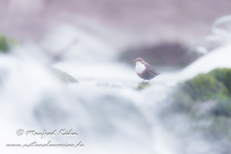 Wasseramsel ()_0702