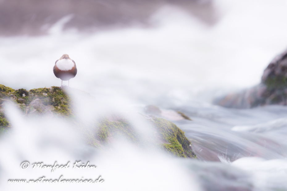 Wasseramsel ()_0705