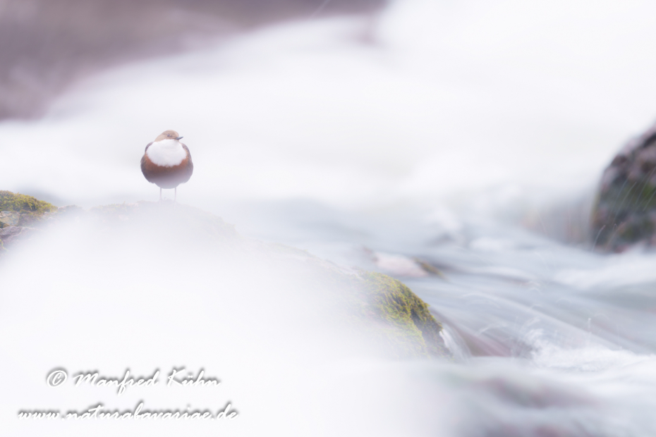 Wasseramsel ()_0706