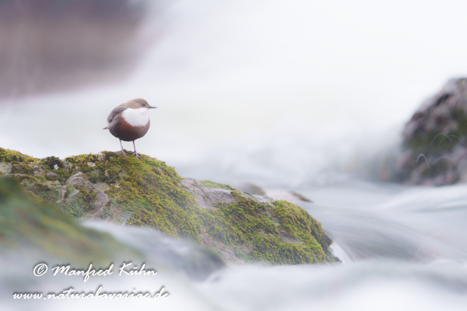 Wasseramsel ()_0707