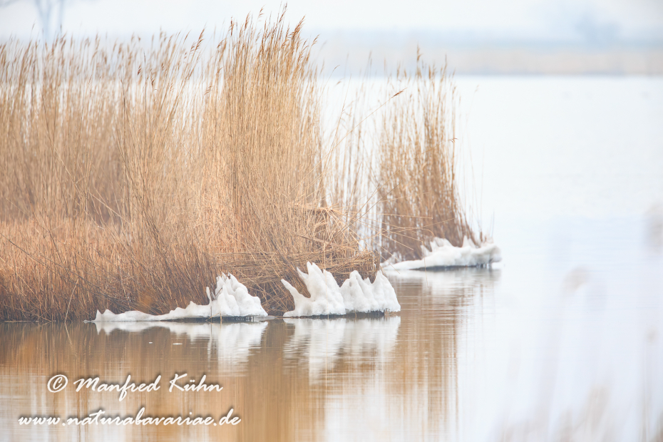 Neusiedler See (Österreich)_0010