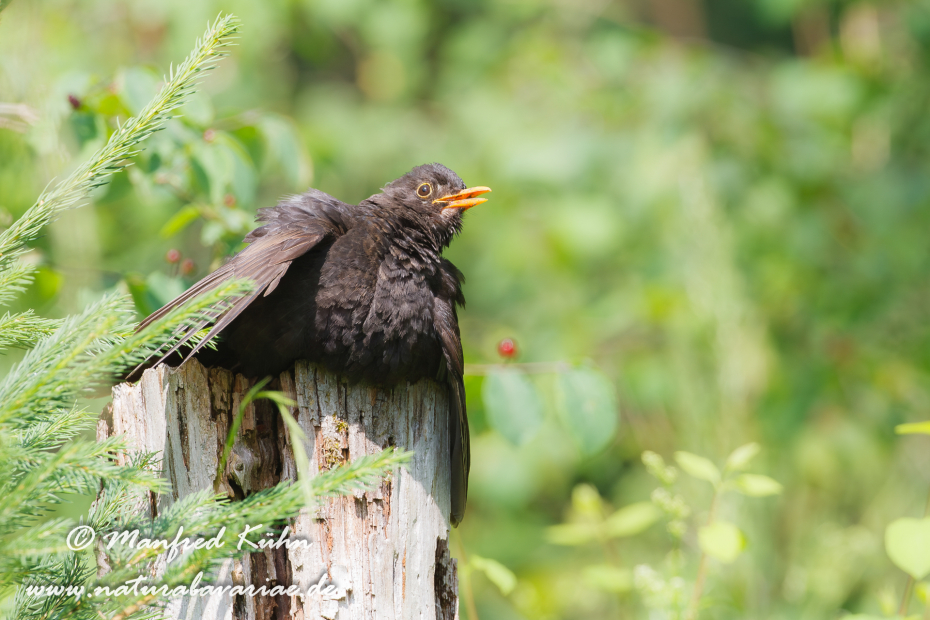 Amsel ()_0009