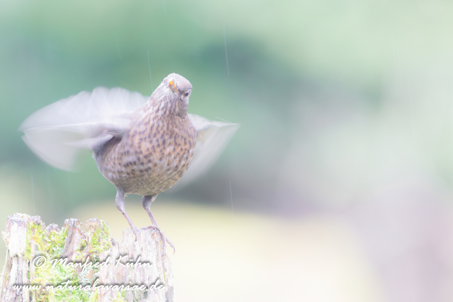 Amsel ()_0016
