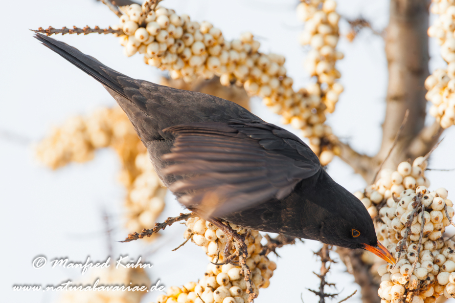 Amsel ()_0033