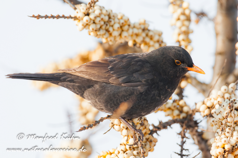 Amsel ()_0037