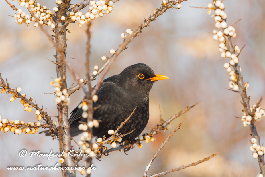 Amsel ()_0038
