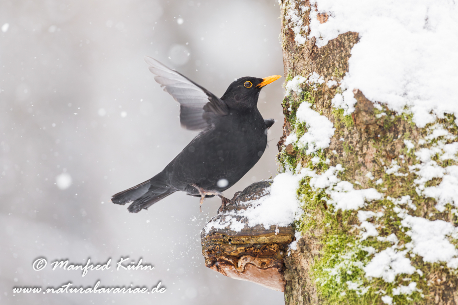 Amsel ()_0096