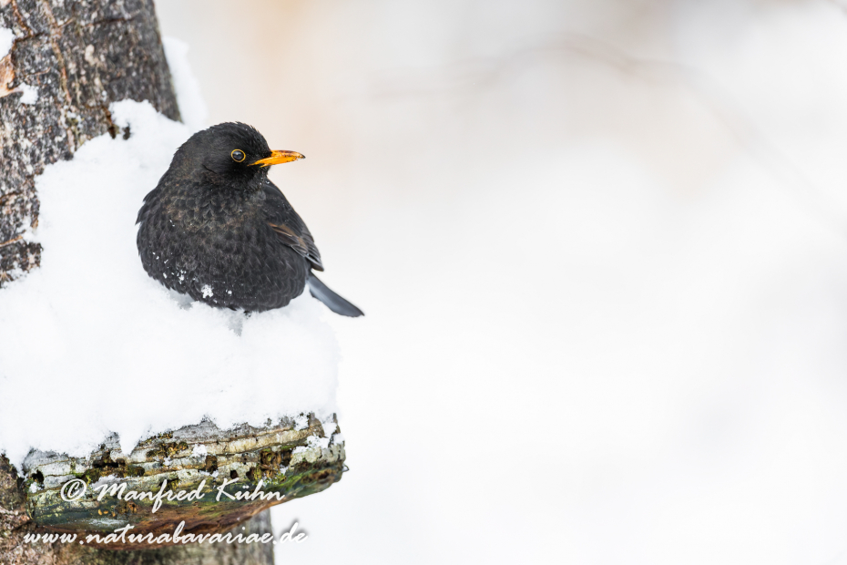 Amsel ()_0098
