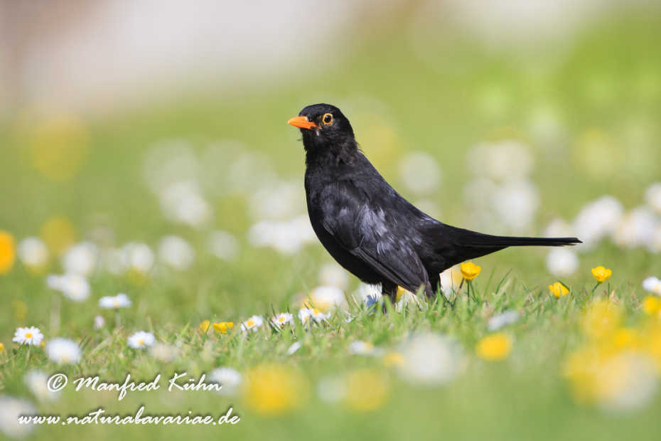 Amsel ()_0102