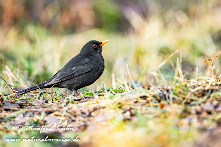 Amsel ()_0114