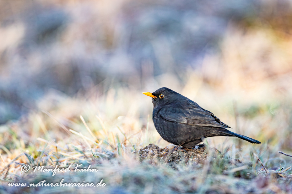 Amsel ()_0116