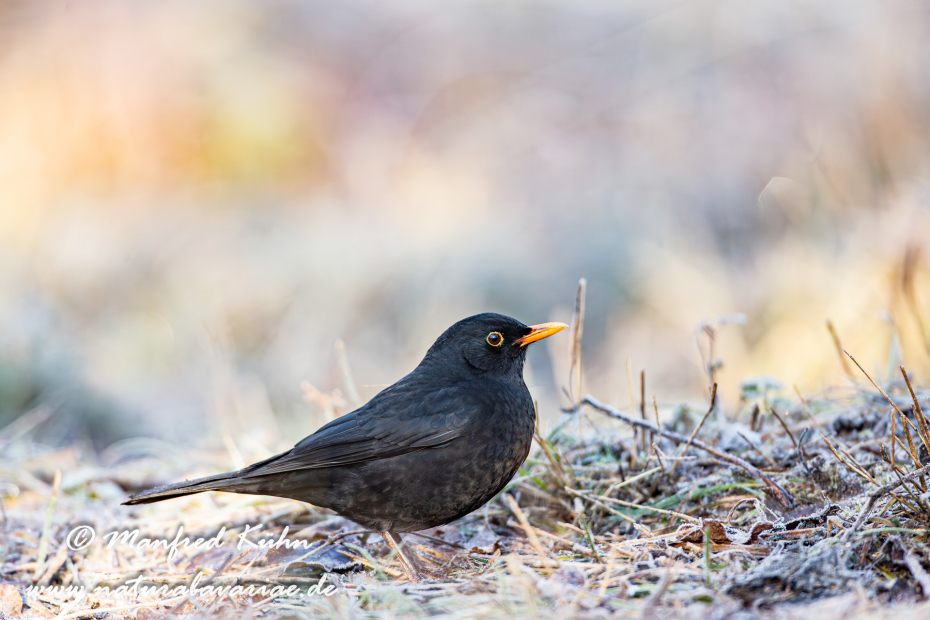 Amsel ()_0117