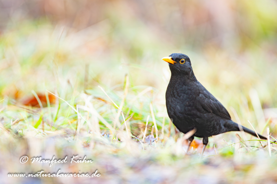 Amsel ()_0118
