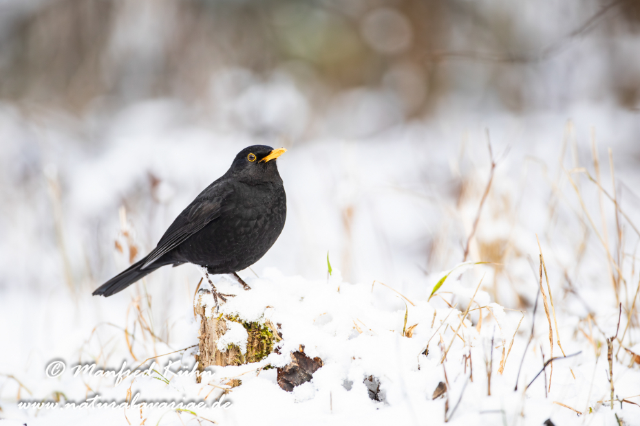 Amsel ()_0131