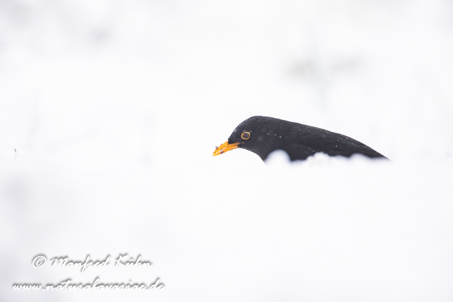 Amsel ()_0133