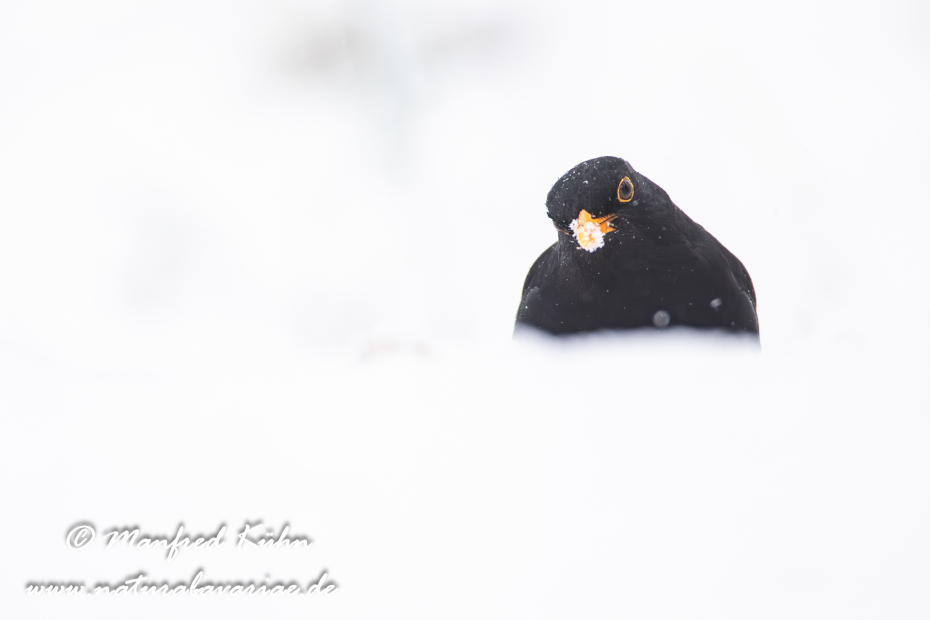 Amsel ()_0136