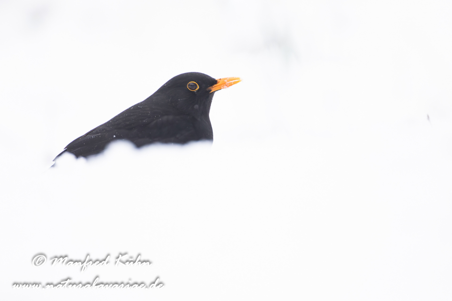 Amsel ()_0138