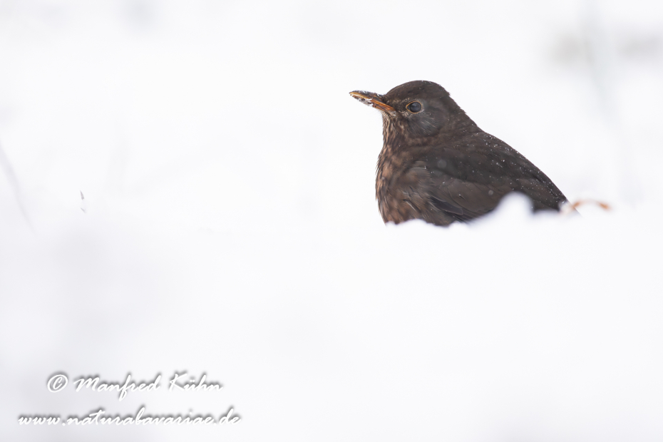 Amsel ()_0144
