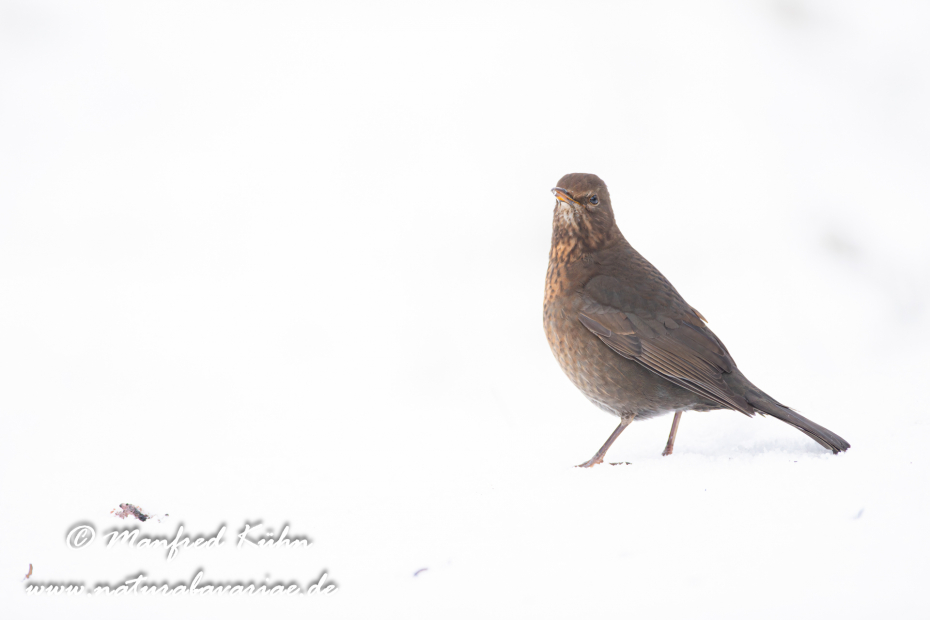Amsel ()_0149