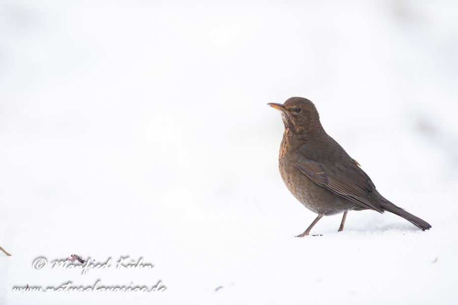 Amsel ()_0150