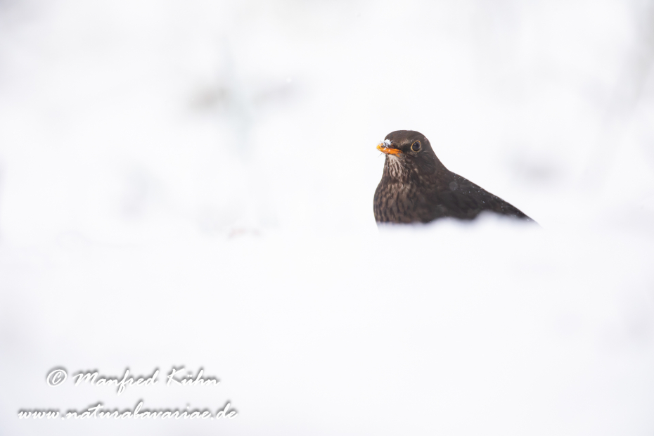 Amsel ()_0156