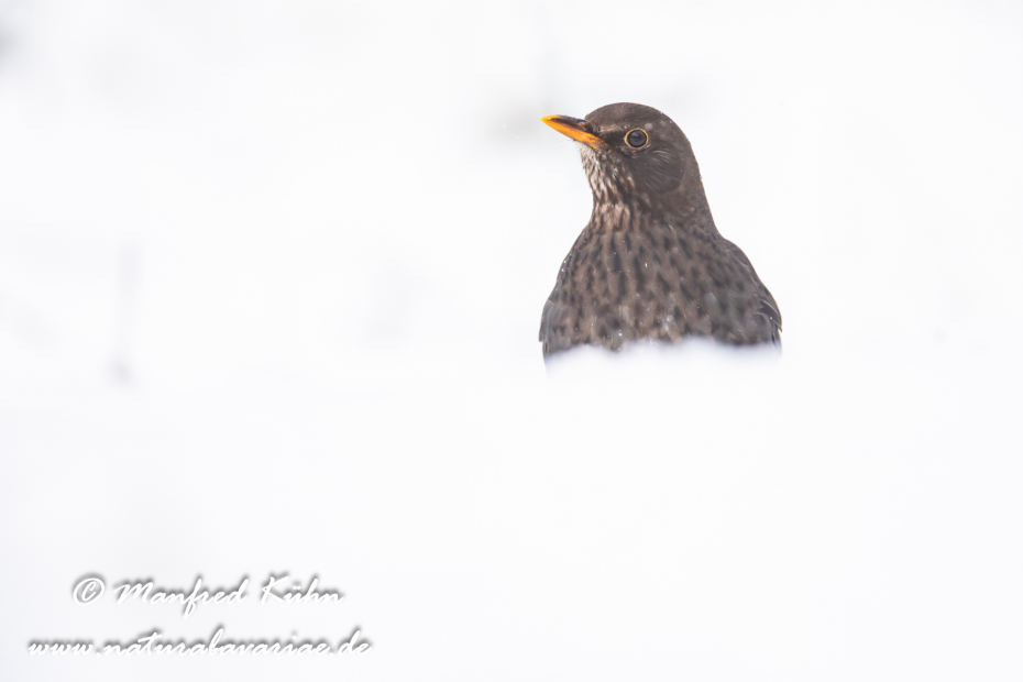 Amsel ()_0162