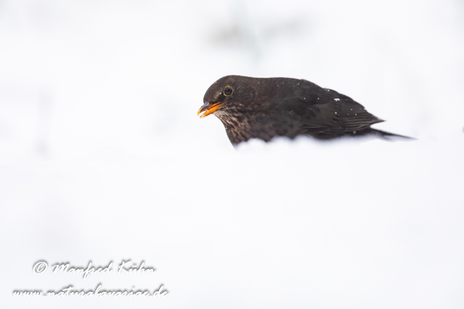 Amsel ()_0163