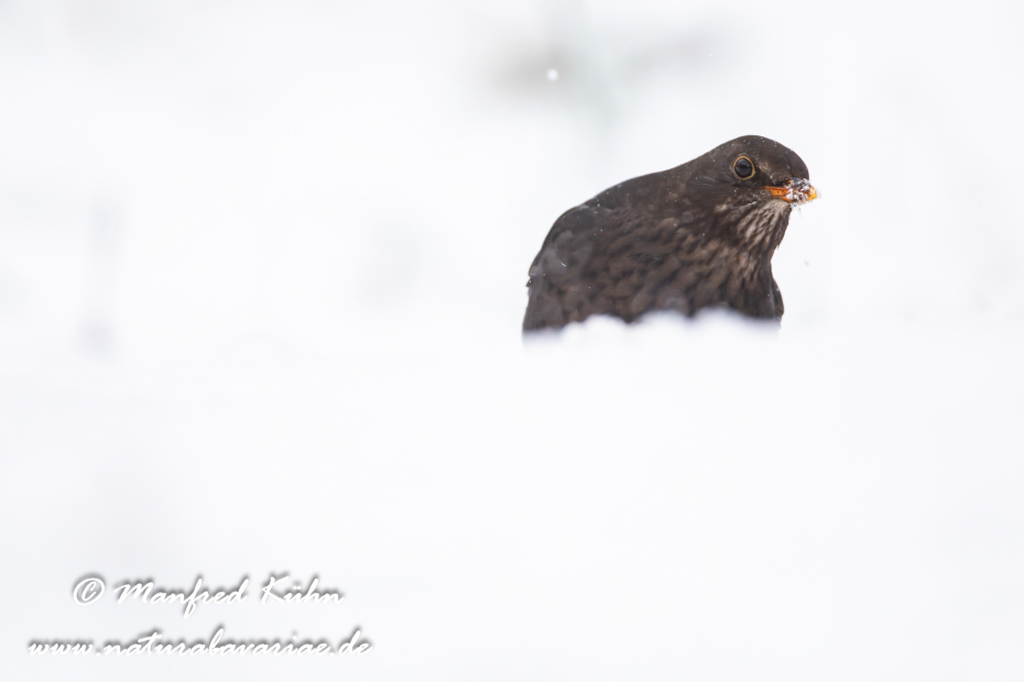 Amsel ()_0167