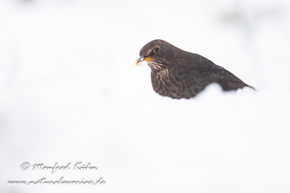 Amsel ()_0168