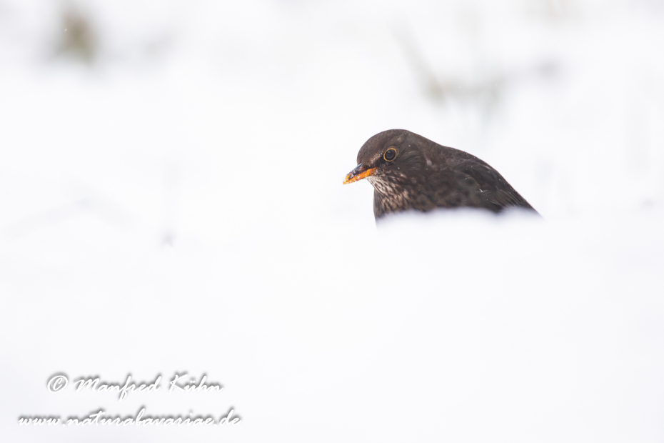 Amsel ()_0171