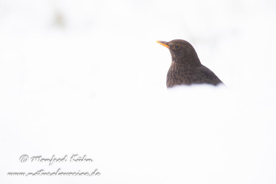 Amsel ()_0173