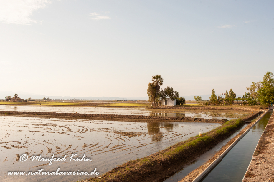 Ebrodelta (Spanien)_0093