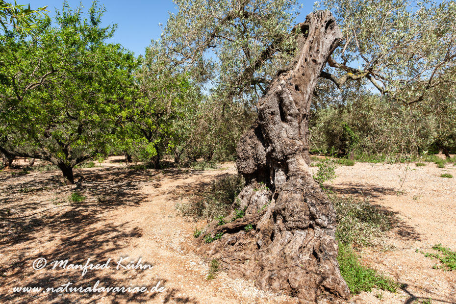 Ebrodelta (Spanien)_0097
