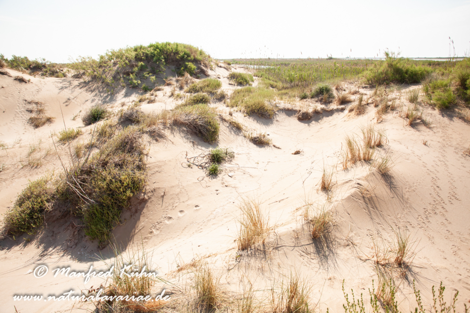 Ebrodelta (Spanien)_0133