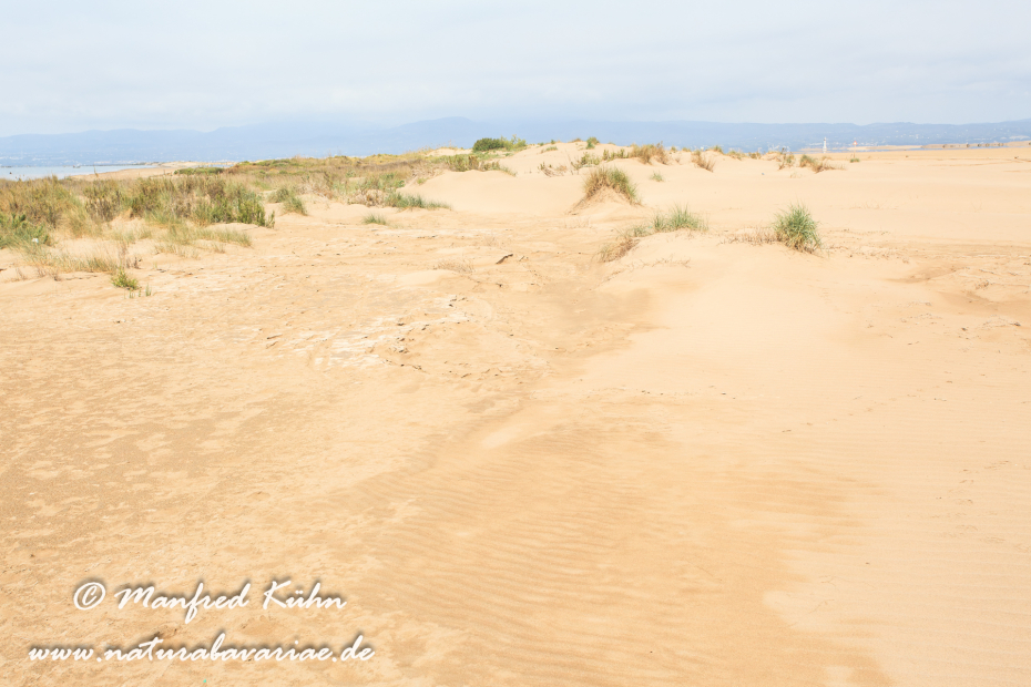Ebrodelta (Spanien)_0159