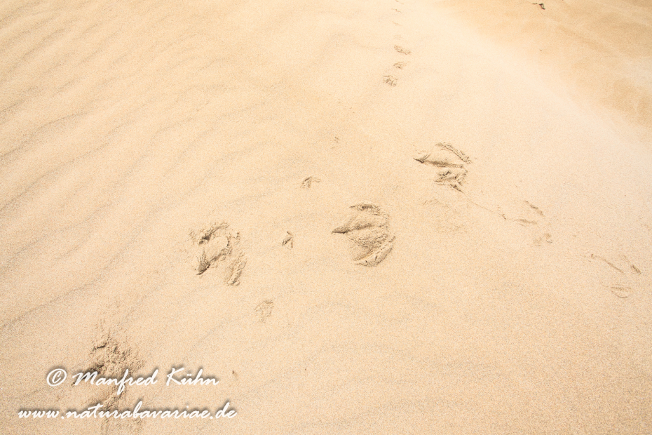 Ebrodelta (Spanien)_0163