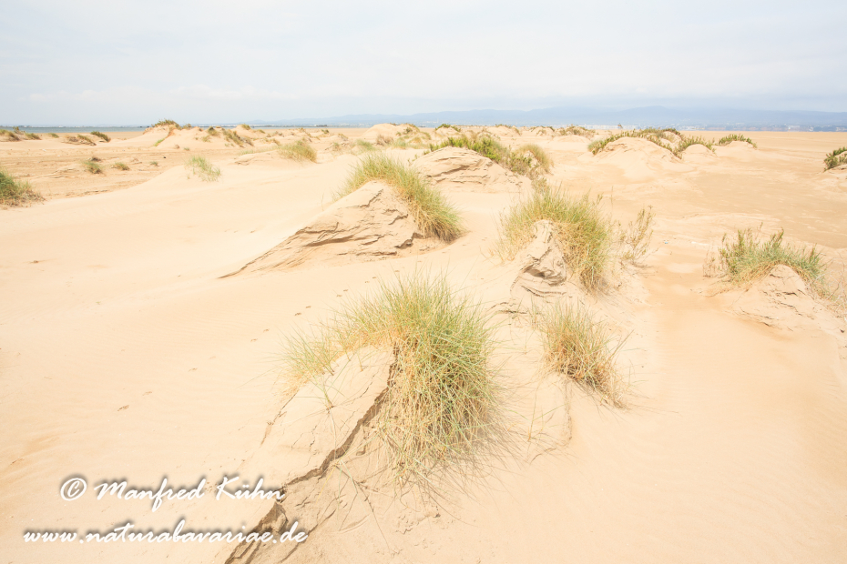 Ebrodelta (Spanien)_0166