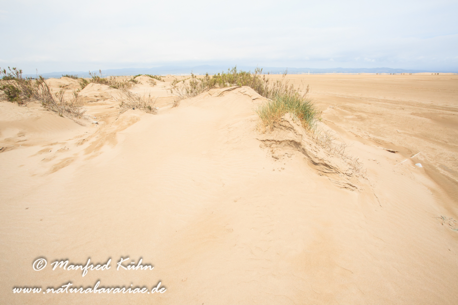 Ebrodelta (Spanien)_0167