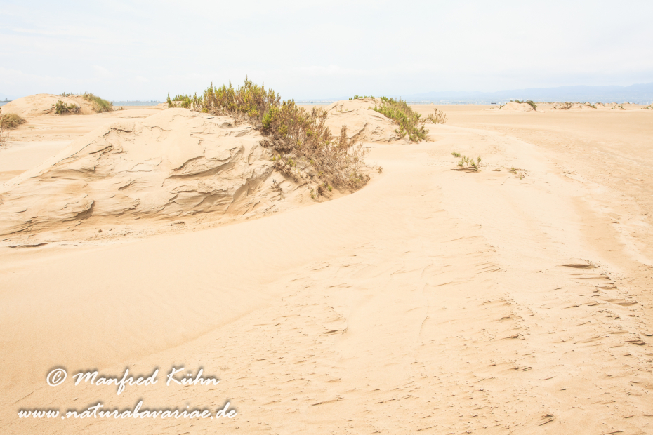 Ebrodelta (Spanien)_0168
