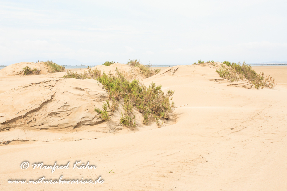 Ebrodelta (Spanien)_0169