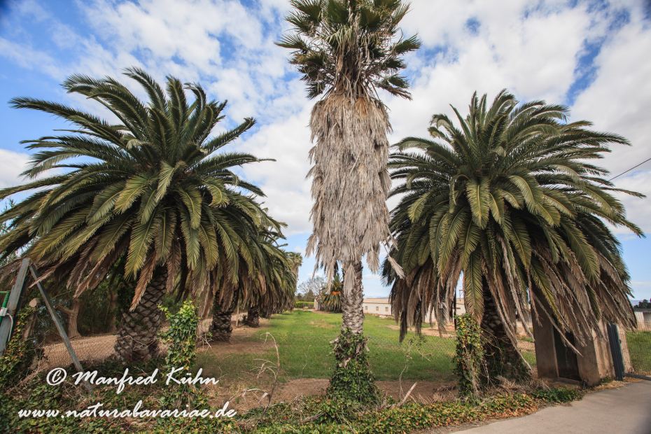Ebrodelta (Spanien)_0184