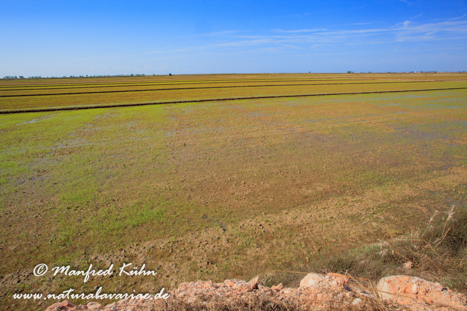 Ebrodelta (Spanien)_0192