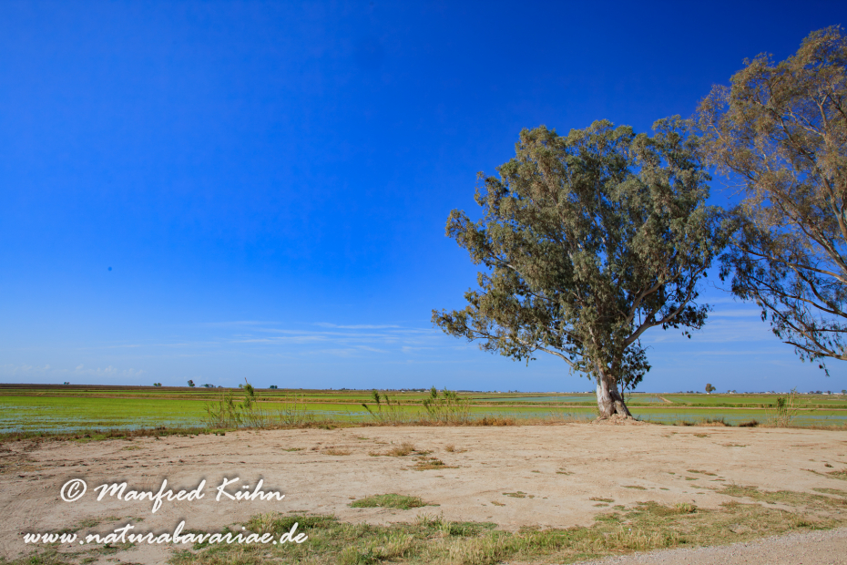 Ebrodelta (Spanien)_0193