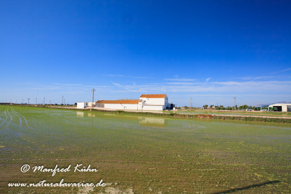 Ebrodelta (Spanien)_0194