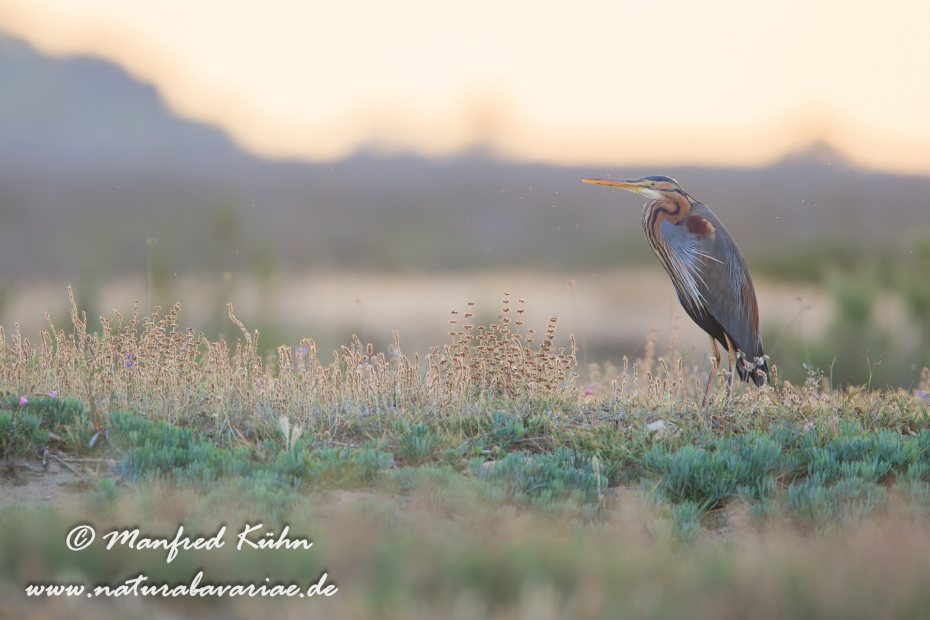 Ebrodelta (Spanien)_0239
