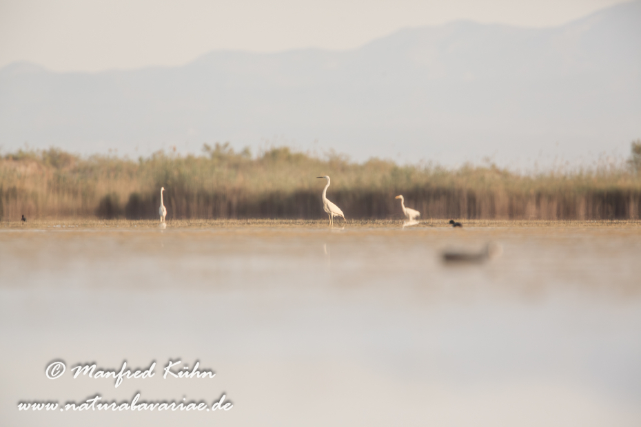 Ebrodelta (Spanien)_0284